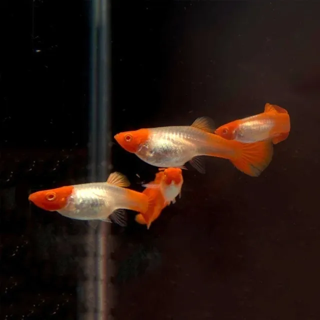 Dòng cá này thường có kích thước khá nhỏ, thường chỉ dài từ 4 đến 6 cm