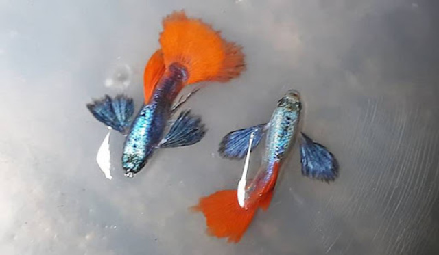 Dumbo Red Tail có xuất xứ từ các vùng nước ngọt ở Đông Nam Á, nơi chúng sinh sống trong các con suối, ao hồ có dòng chảy nhẹ