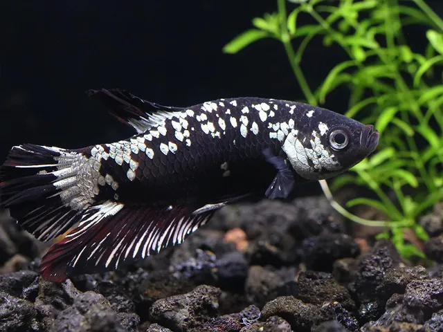 Hình ảnh cá betta rồng đen mái