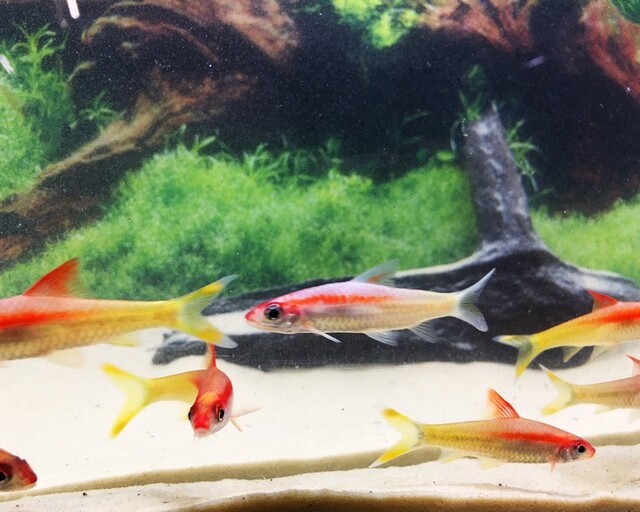 Hồng Mi vàng là loài cá rất thích bơi lội và cần có không gian rộng rãi để di chuyển.