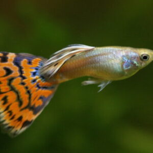 Hướng dẫn cách nuôi và nhân giống cá bảy màu Úc hiệu quả nhất