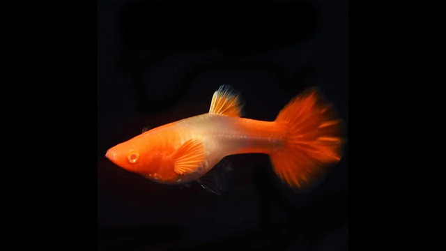 Hướng dẫn chăm sóc và phòng ngừa bệnh cho cá bảy màu koi red ear