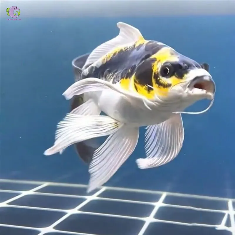 Khám Phá Cá Chép Panda: Loài Cá Không Những Đẹp Mắt Mà Còn Mang Lại Tài Lộc Cho Bạn