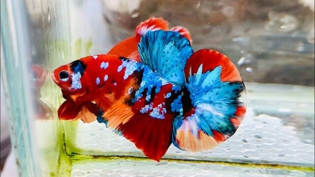 Khám Phá Vẻ Đẹp Rực Rỡ Của Cá Betta Galaxy: Hướng Dẫn Chi Tiết Cách Chăm Sóc Và Nuôi Dưỡng