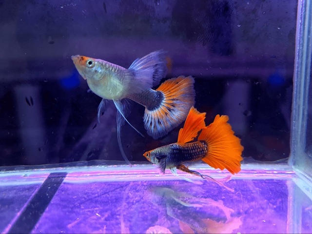 Khi cá cái mang thai, bạn cần chuyển chúng sang bể nuôi con để tránh việc cá mẹ ăn thịt cá con.