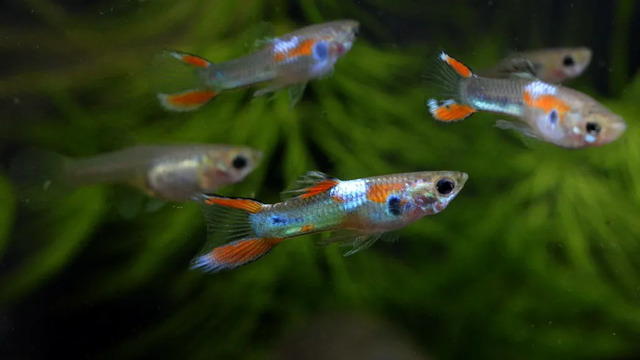 Khi cá con đã đủ lớn và có thể tự lập, bạn có thể chuyển chúng vào bể chính