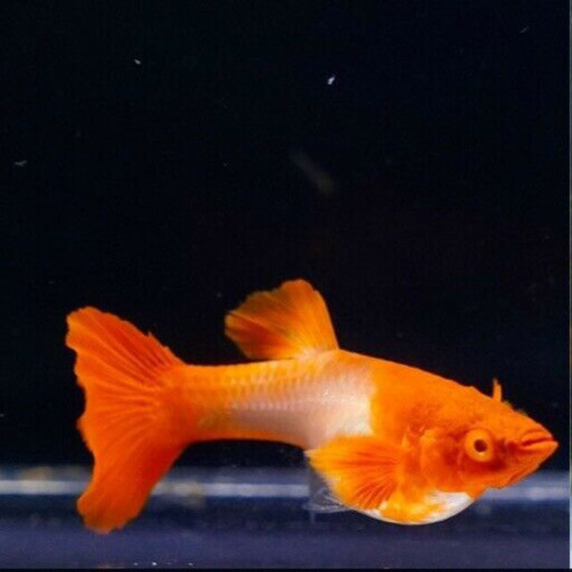 Khi cá sắp đẻ, bạn nên tách chúng ở bể riêng để chăm sóc tốt hơn 