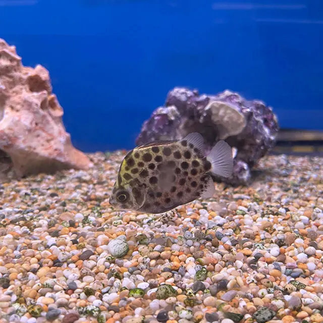 Khi đã trưởng thành, chúng có thể đạt kích thước tối đa lên đến 35 cm