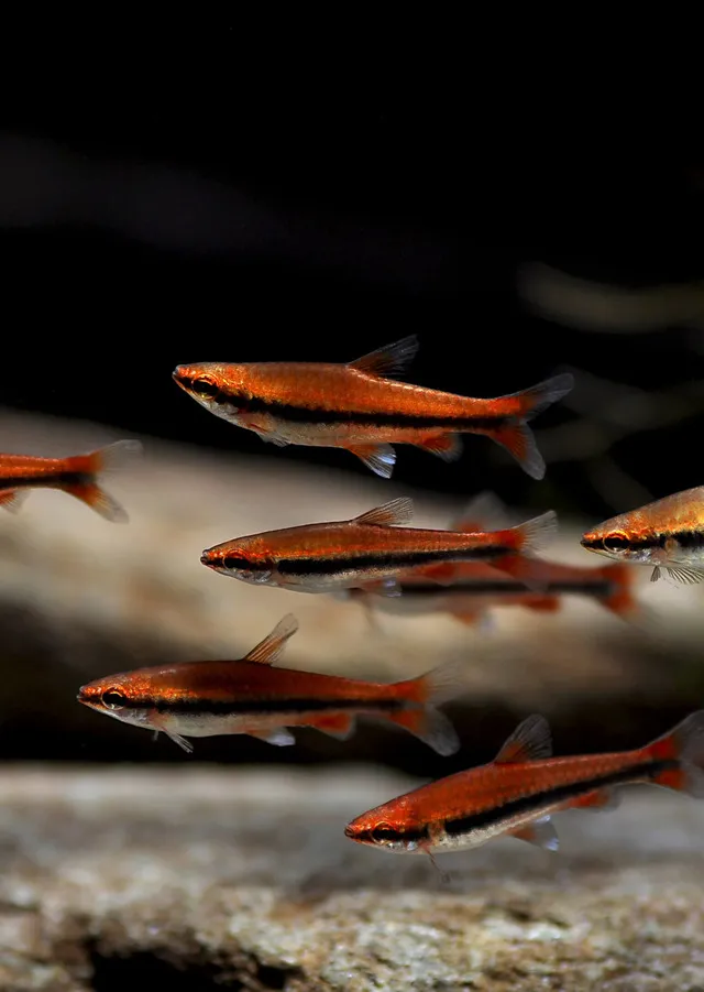 Khi được nuôi trong nhóm, cá bút chì đỏ cảm thấy thoải mái và thể hiện những hành vi tự nhiên của mình