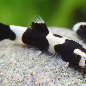 Khi mua cá bống, hãy chọn những con cá có màu sắc tự nhiên, không bị tổn thương hoặc có dấu hiệu của bệnh