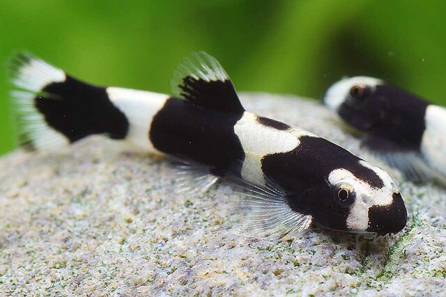 Khi mua cá bống, hãy chọn những con cá có màu sắc tự nhiên, không bị tổn thương hoặc có dấu hiệu của bệnh