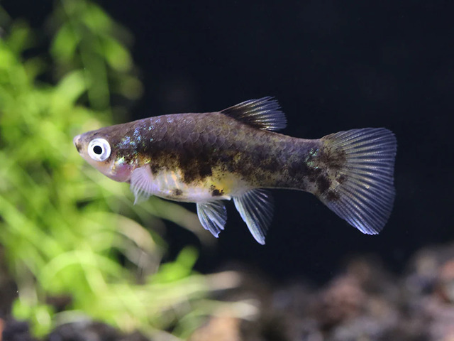 Khi mua cá, một trong những yếu tố quan trọng nhất là kiểm tra sức khỏe của chúng