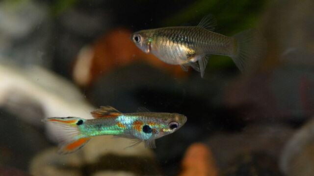 Khi nhận thấy cá cái có dấu hiệu mang thai (bụng cá căng phồng), bạn cần chuyển cá cái vào một bể nuôi riêng biệt