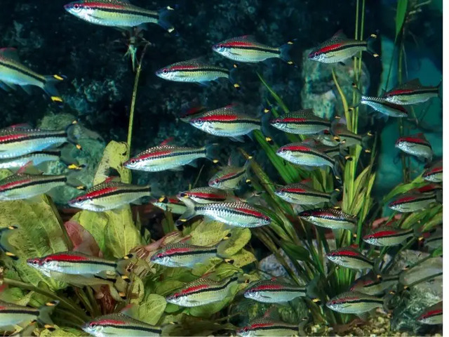 Khi thiết kế bể cá, bạn nên tạo môi trường tự nhiên cho chúng bằng cách sử dụng cây thủy sinh, đá và vật liệu tự nhiên khá