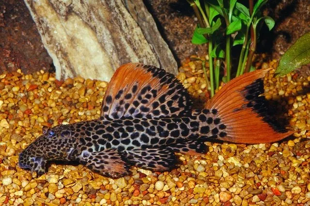 L600 Pleco: Tất Tần Tật Những Điều Bạn Cần Biết Về Loài Cá Độc Đáo Và Dễ Nuôi Này!