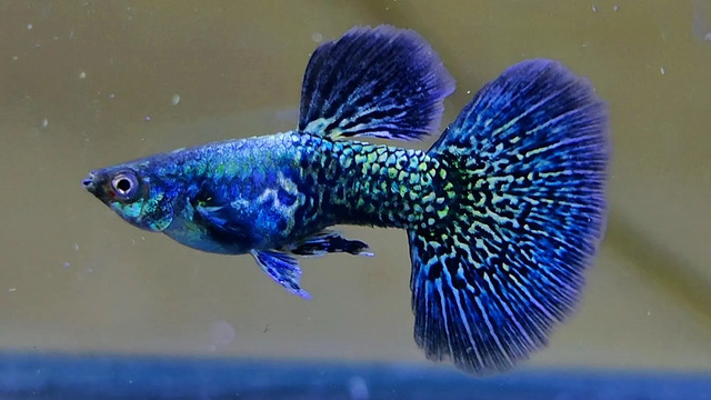 Loài cá cảnh này có thể sống trong nước có độ pH dao động từ 6.5 đến 8.0.