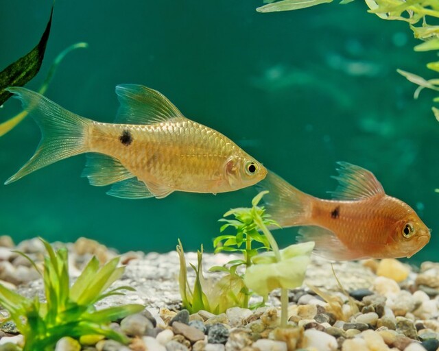 Loài cá này có khả năng thay đổi màu sắc nhẹ nhàng tùy thuộc vào môi trường sống, chế độ ăn uống và tình trạng sức khỏe của chúng