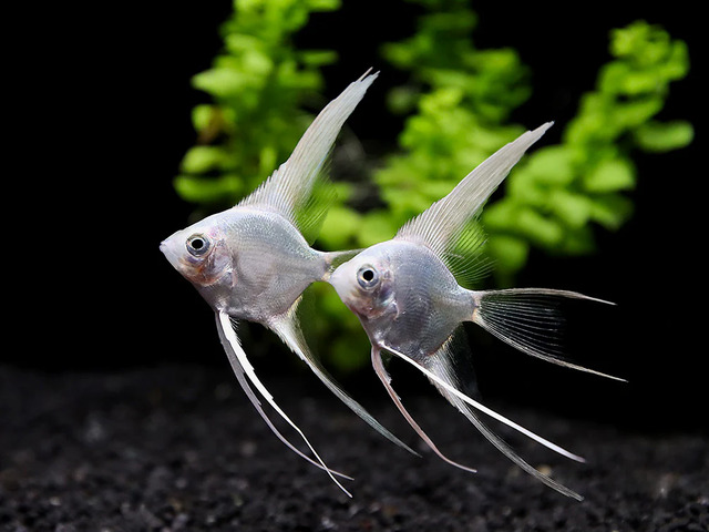 Loài cá này có thể sinh sản dễ dàng nếu được nuôi đúng cách.