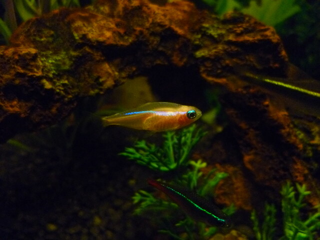 Loài cá này có thể sinh sản trong bể nuôi nếu tạo ra môi trường phù hợp