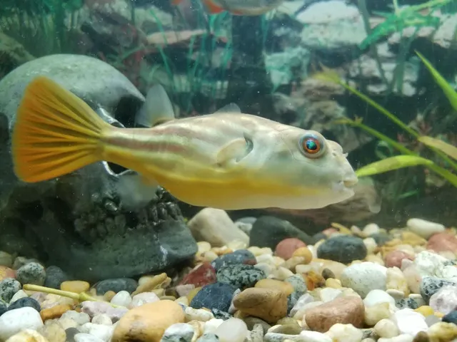 Loài cá này có thể sống lâu và phát triển mạnh trong môi trường nước ngọt, nhưng với kích thước trưởng thành lên tới 45cm 