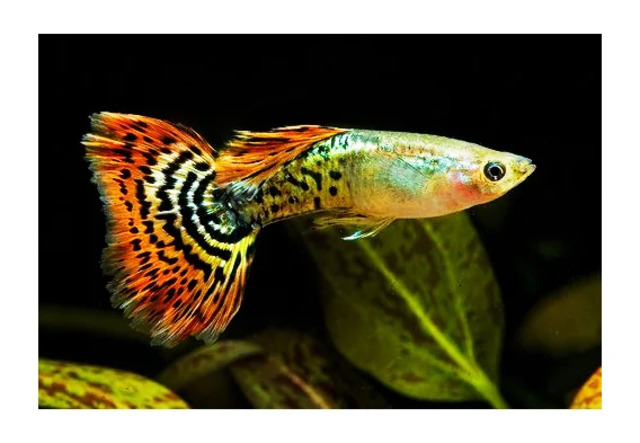 Loài cá này có thể sống trong nước ngọt hoặc nước có độ pH dao động từ 6.5 đến 8.0,