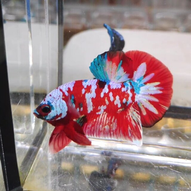 Loài  cá này cũng cần được bổ sung một số thực phẩm giàu protein để duy trì sức khỏe.