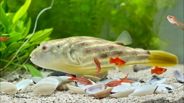 Loài cá này cũng cần được nuôi trong một bể có nền cát để tái tạo môi trường sống tự nhiên của chúng