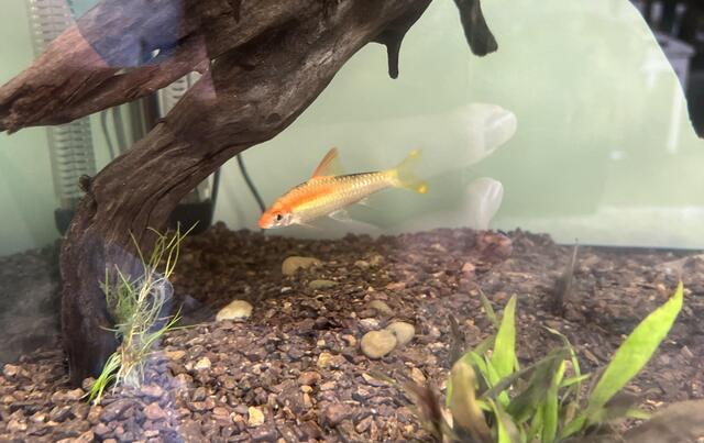 Loài cá này cũng thân hình mảnh mai và thon dài, giúp chúng bơi lội nhanh nhẹn và linh hoạt trong nước