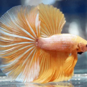 Loài cá này rất thích sống trong môi trường yên tĩnh và có không gian bơi lội thoải mái