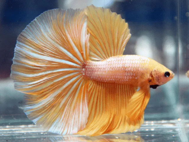 Loài cá này rất thích sống trong môi trường yên tĩnh và có không gian bơi lội thoải mái