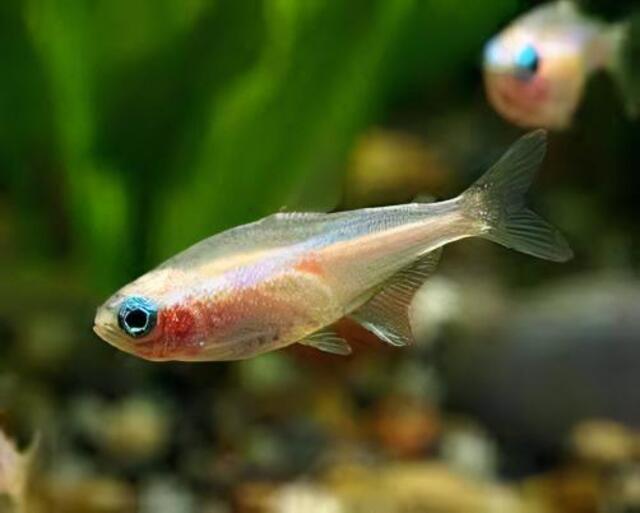 Loài cá này sở hữu một màu vàng tươi sáng đặc trưng, kết hợp với những vệt sáng xanh lam mờ