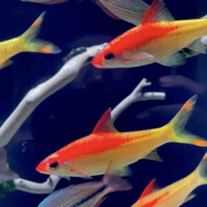 Loài cá này yêu cầu nước có độ pH từ 6.5 đến 7.5, với nhiệt độ dao động từ 22°C đến 28°C.