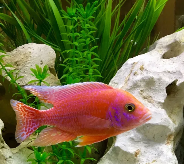 Loài cá này yêu thích ánh sáng nhẹ nhàng và không gian sống có cây thủy sinh để có thể ẩn nấp.