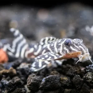 Lưu ý rằng đây là loài cá ăn đêm, vì vậy bạn nên cho chúng ăn vào buổi tối, trước khi tắt đèn