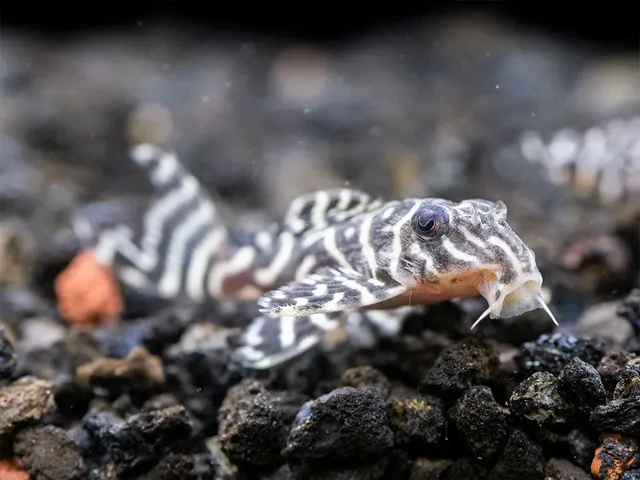 Lưu ý rằng đây là loài cá ăn đêm, vì vậy bạn nên cho chúng ăn vào buổi tối, trước khi tắt đèn