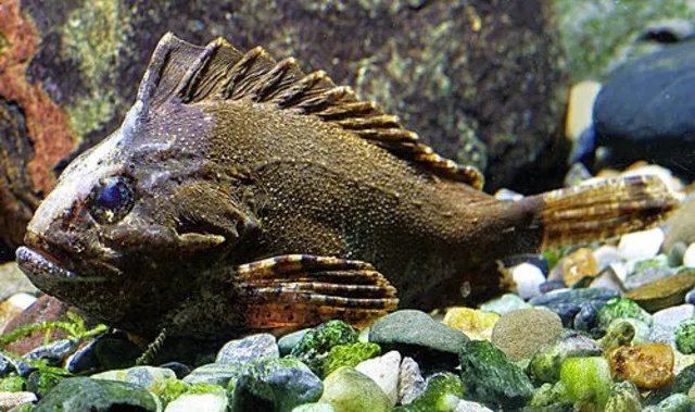 Mặc dù Cá Bọ Cạp có thể sống hòa hợp với nhiều loài cá khác, nhưng chúng là loài có tính lãnh thổ khá mạnh mẽ.