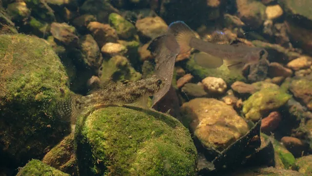 Màu sắc cơ thể của của giống cá bống này có sự thay đổi nhẹ tùy vào môi trường sống, thường có màu sắc từ nâu nhạt đến xám, với các vây trong suốt