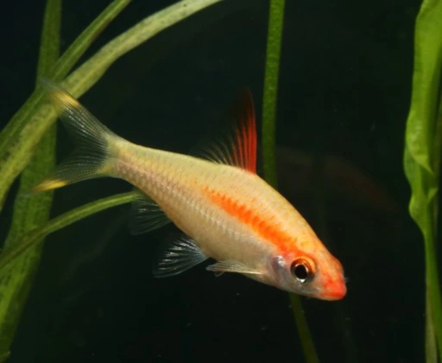 Màu sắc rực rỡ của cá hồng mi có thể thay đổi theo điều kiện sống