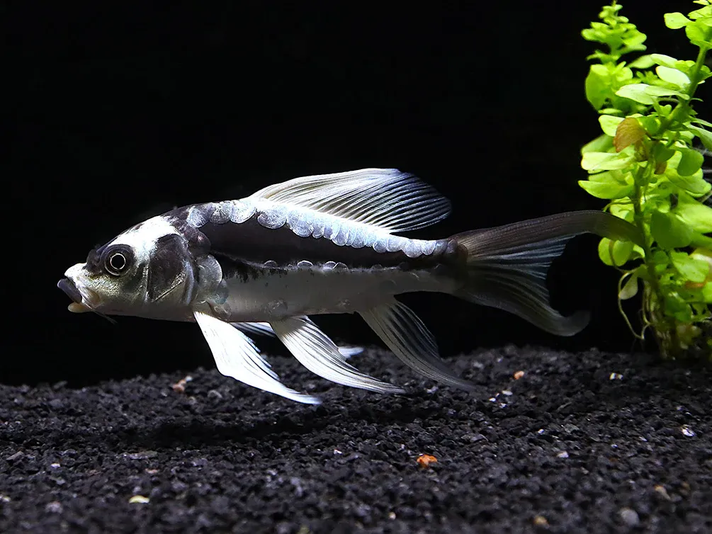 Màu trắng chiếm ưu thế trên cơ thể của cá, nhưng đôi mắt và phần vây lại có màu đen, tạo nên sự tương phản tuyệt vời