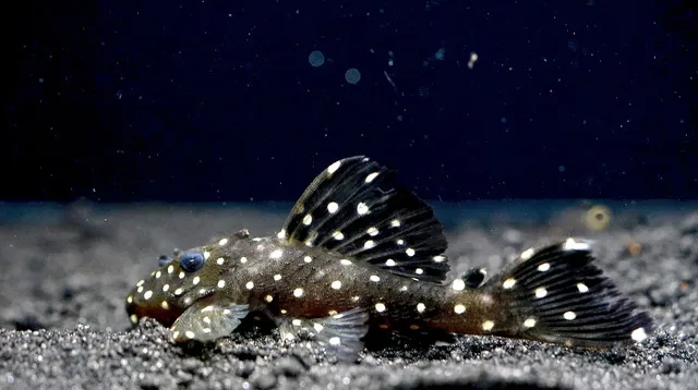 Một đặc điểm dễ nhận diện của loài cá này là vây ngực lớn, cùng các mảng vảy cứng cáp.