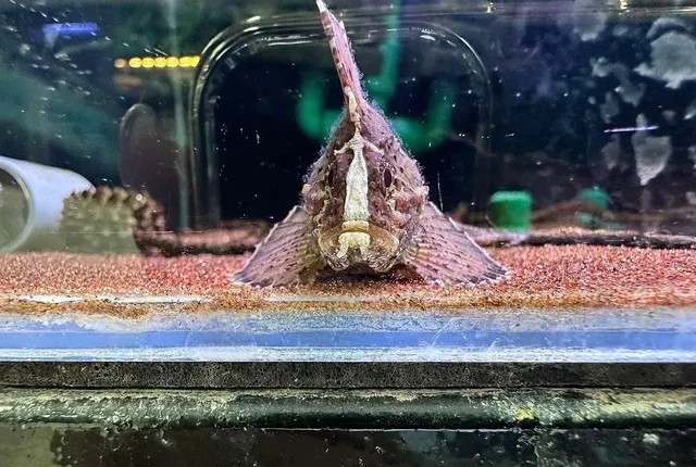 Một trong những đặc điểm nổi bật nhất của Cá Bọ Cạp chính là cơ thể được trang bị các gai sắc nhọn và bộ vây lớn, mang lại vẻ ngoài giống như bộ giáp của một chiến binh