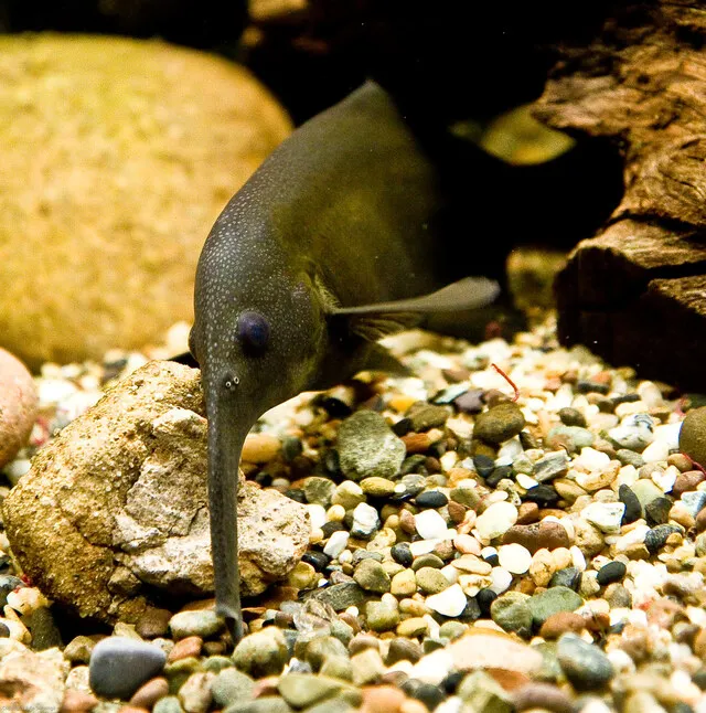 Một trong những đặc điểm nổi bật nhất của cá vòi voi là Schnauzenorgan - chiếc mũi dài nhạy cảm