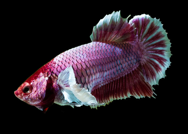 Một trong những dòng cá betta mái cực kỳ độc đáo chính là Betta Dumbo mái, được biết đến với đôi vây ngực lớn