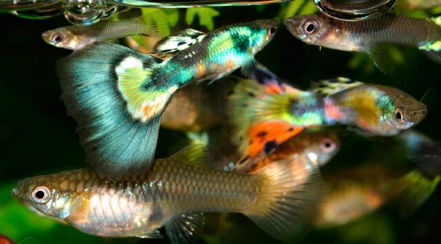 Một trong những yếu tố khiến cá bảy màu Úc trở nên nổi bật chính là màu sắc đa dạng