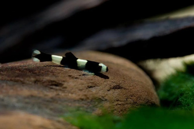 Một trong những yếu tố quan trọng để những chú cá bống này phát triển là duy trì môi trường nước ổn định