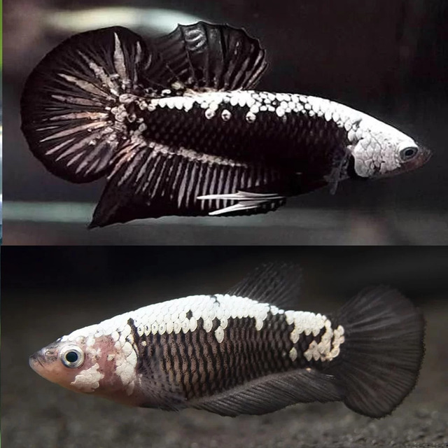 Mức giá của Cá Betta Rồng Đen dao động từ 150.000 đến 500.000 đồng, tùy thuộc vào độ hiếm, chất lượng và màu sắc của cá