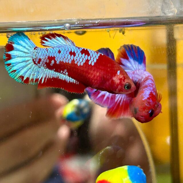 Nên cho Betta Red Fancy ăn 2-3 lần mỗi ngày, mỗi lần một lượng thức ăn vừa đủ để tránh dư thừa thức ăn trong bể