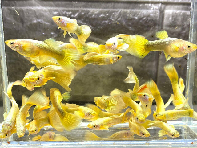 Nếu bạn đang tìm kiếm một địa chỉ uy tín để mua cá bảy màu full gold chất lượng, DauAquarium chính là lựa chọn hoàn hảo