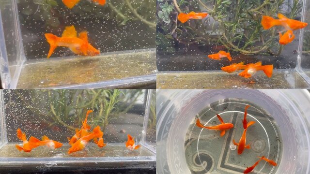 Nếu bạn là người mới bắt đầu nuôi cá, cá bảy màu Koi Red Ear chính là sự lựa chọn tuyệt vời