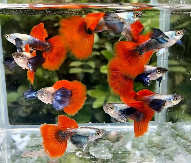 Nếu bạn muốn mua cá Dumbo Red Tail chất lượng, DauAquarium là lựa chọn tuyệt vời.